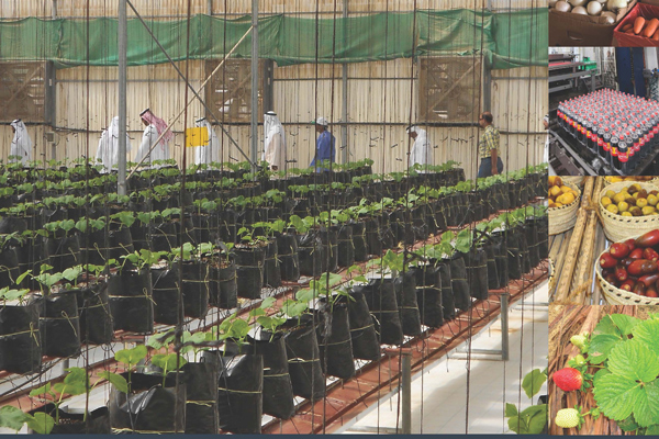 Gcc Stepping Up Efforts To Address Food Security Challenges 