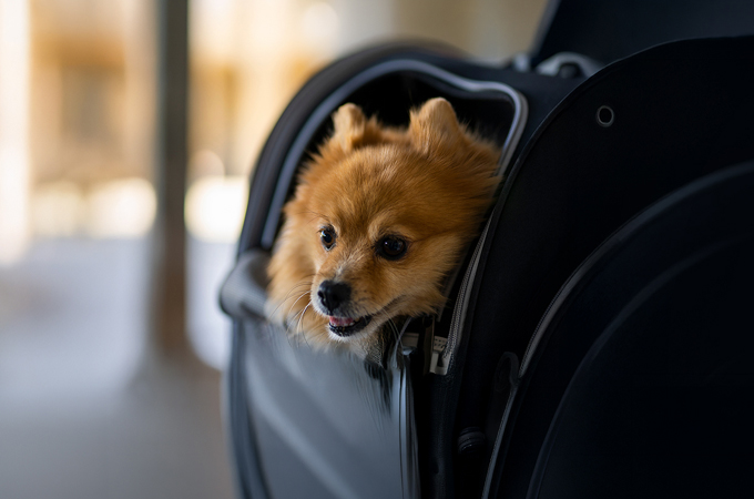 Etihad Airways launches special pets onboard...