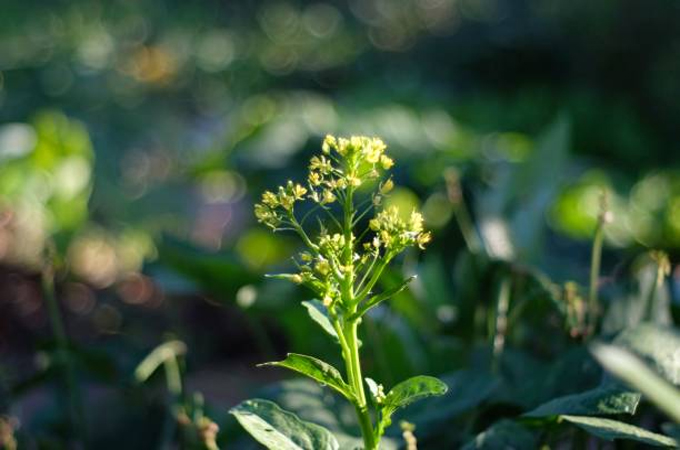 Nama Water Services pilots camelina cultivation...